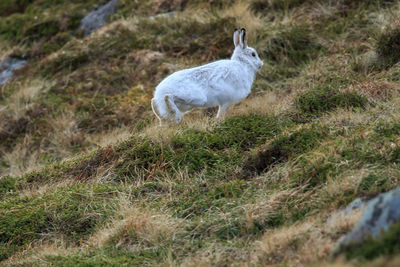 A mountain hare in full flight