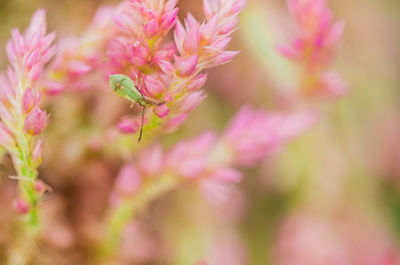 Close-up of pink flowering plant