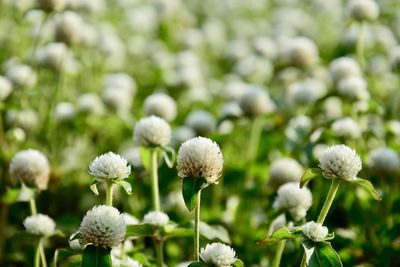 Close-up of white flowering plants