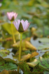 Close-up of lotus water lily in pond