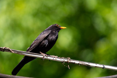 Close-up of blackbird perching on wire
