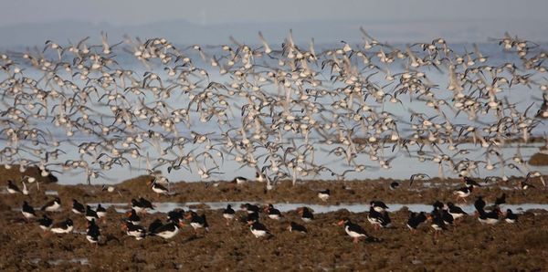 Flock of birds on field