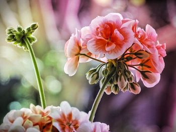 Close-up of pink flowering plant