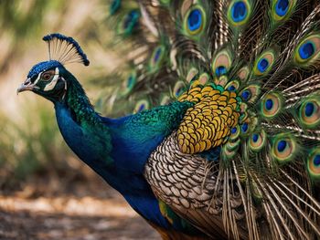 Close-up of peacock