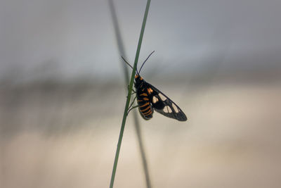 Close-up of insect