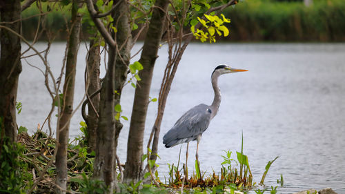 High angle view of gray heron in lake