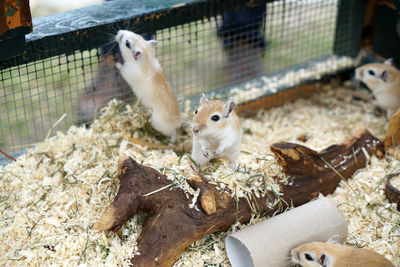 Close-up of an animal in cage