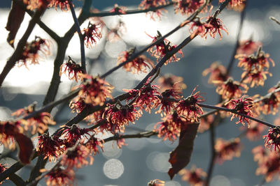 Low angle view of witch hazel blossoms during autumn