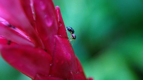 Close-up of insect on flower