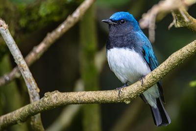 Close-up of bird perching on branch