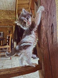 Kitten sitting on tree trunk