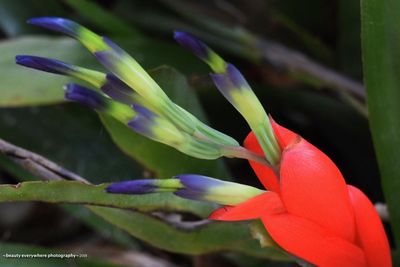 Close-up of day lily blooming outdoors