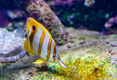 Yellow fish swimming in sea