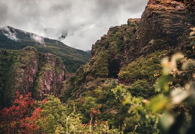 Plants growing on land against sky