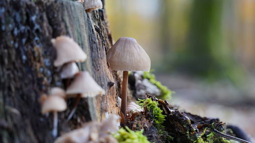 Close-up of mushroom growing on tree trunk