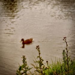 Plants in water