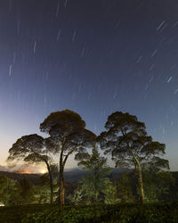 Trees against star trails in sky at night