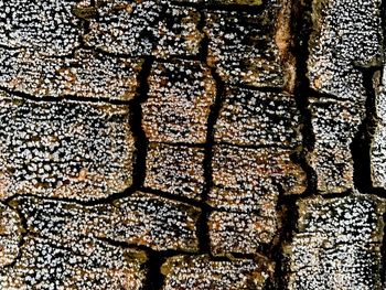 Full frame shot of tree branches