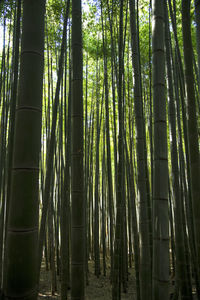 Low angle view of bamboo trees in forest