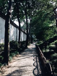 Footpath in forest