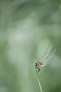 Close-up of dragonfly