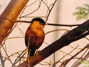 Close-up of bird perching on branch