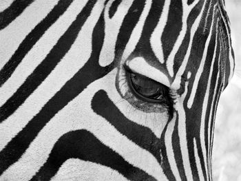 Close-up portrait of a zebra