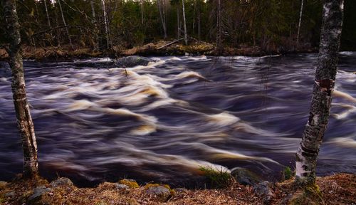 Scenic view of river flowing in forest