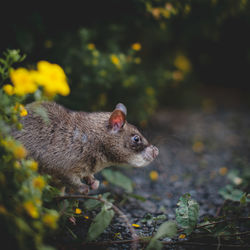 Close-up of squirrel