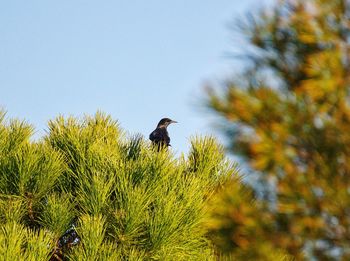 Low angle view of bird perching on tree against sky