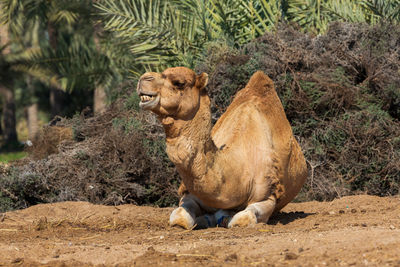 Camels in the desert oasis.