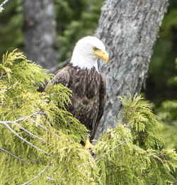 Close-up of eagle perching on tree