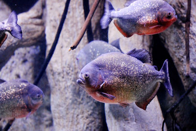 Close-up of fish in aquarium