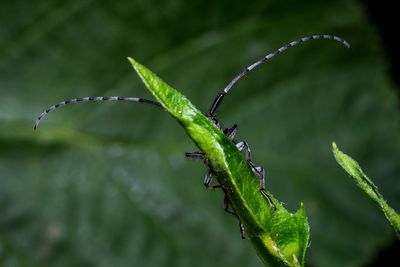 Close-up of insect on plant