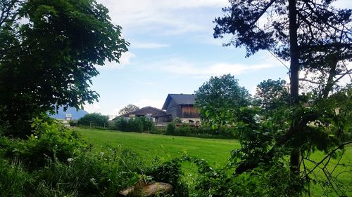 Trees and houses on field against sky