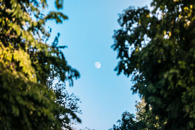 Low angle view of trees against sky