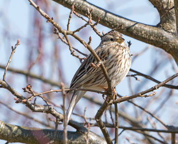 Low angle view of bird perching on tree
