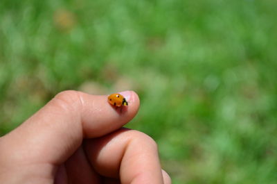 Close-up of hand holding ladybug on leaf