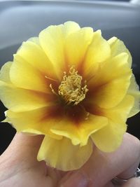 Close-up of yellow flower