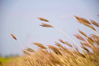 Close-up of wheat growing against sky