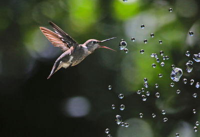 Close-up of hummingbird flying over water