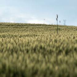 Scenic view of agricultural field against sky cereal plants wheat