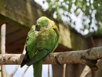 Close-up of parrot perching on tree branch