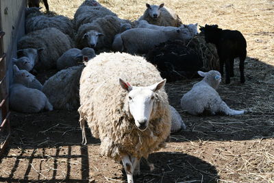 View of sheep on field