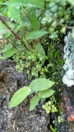 High angle view of plant growing on field