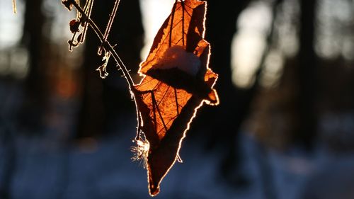 Close-up of dry leaf on snow