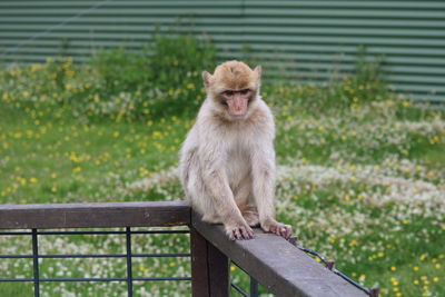 Monkey looking away while sitting on railing