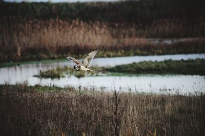 A short eared owl giving me a looking over