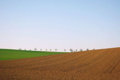 Scenic view of agricultural field against clear sky