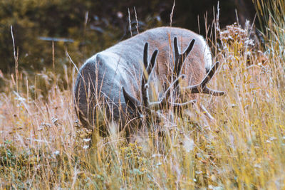 Close-up of grass on field